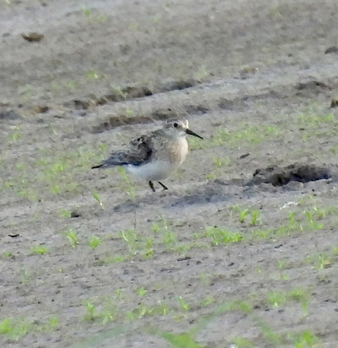 Baird's Sandpiper - ML619780870