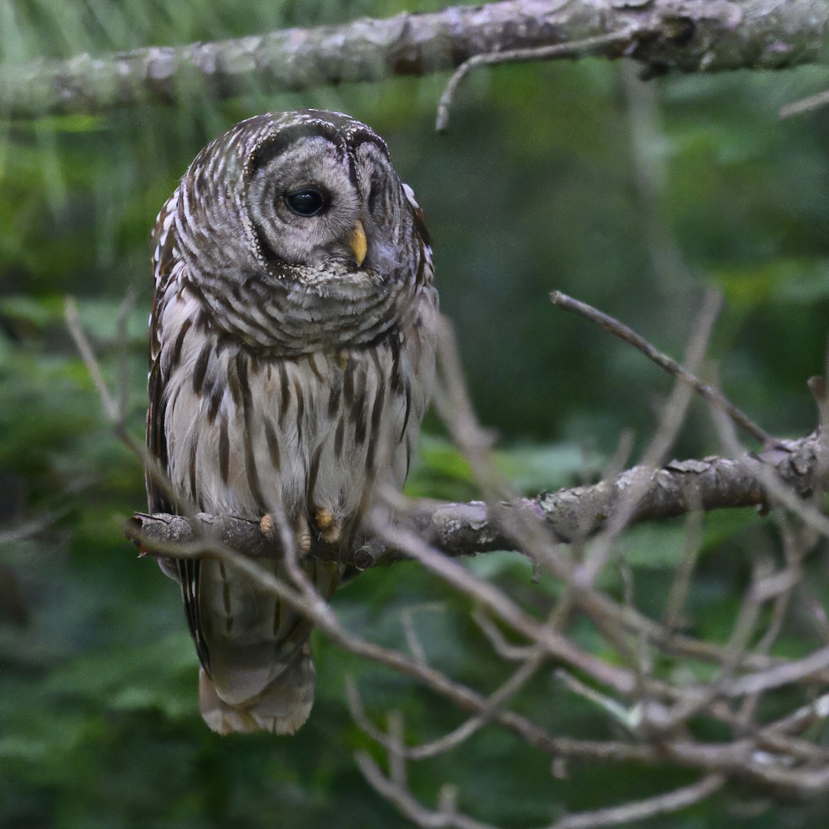 Barred Owl - ML619780897