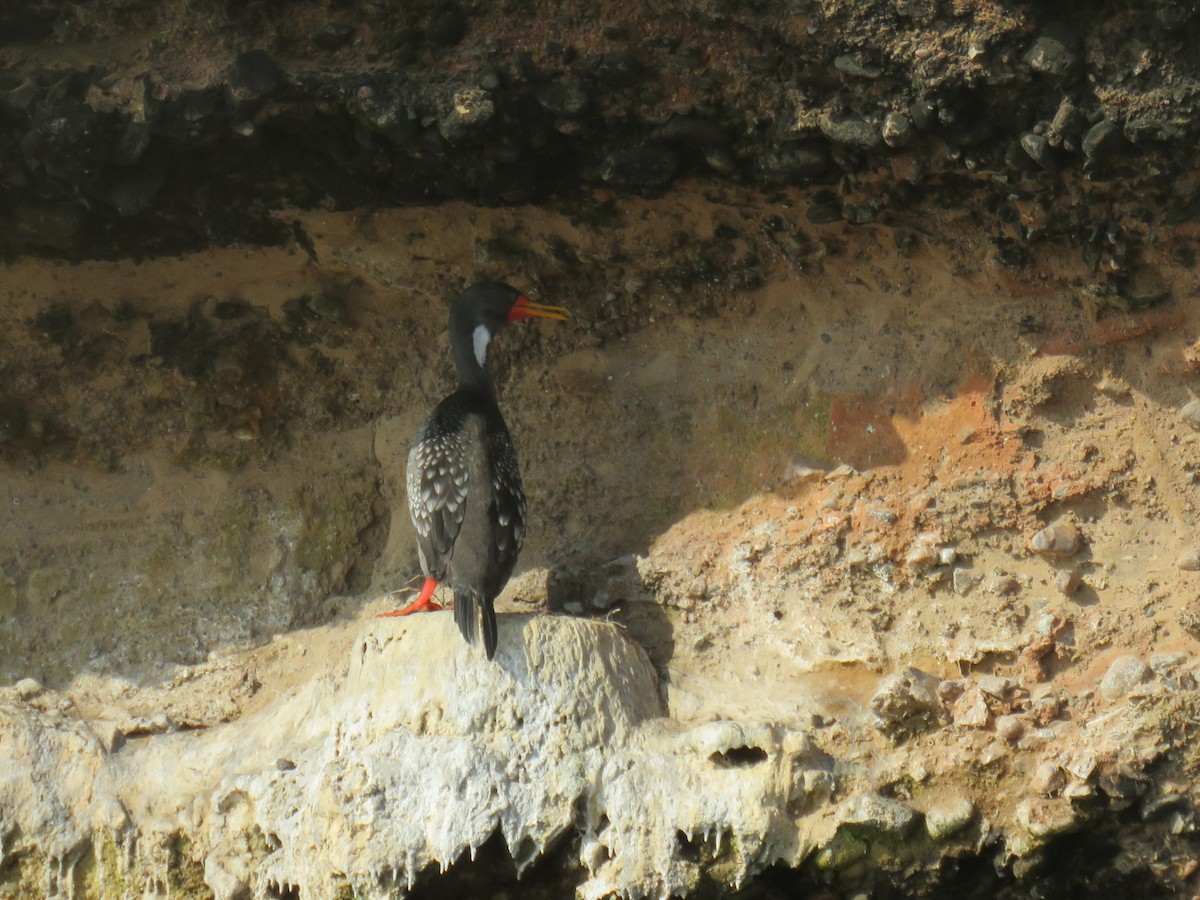 Red-legged Cormorant - ML619780899