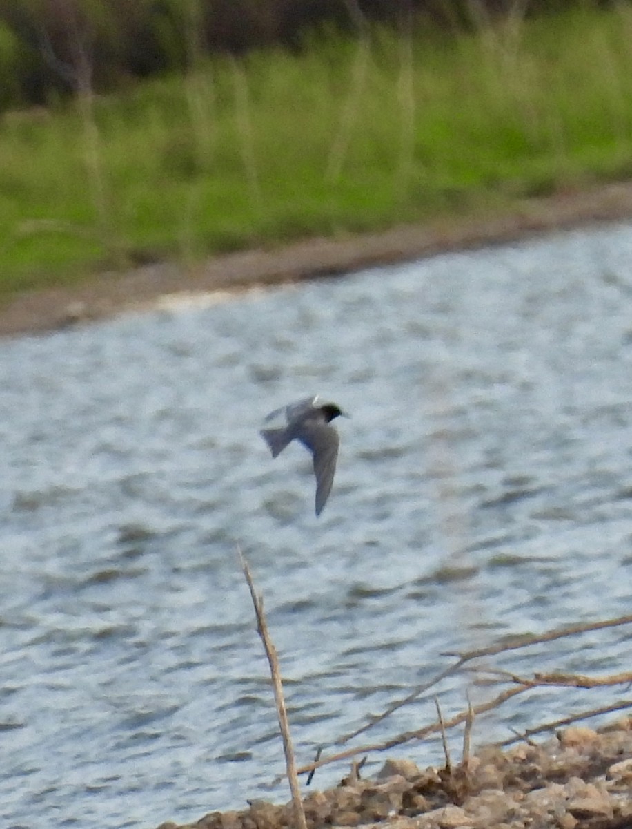 Black Tern - ML619780934