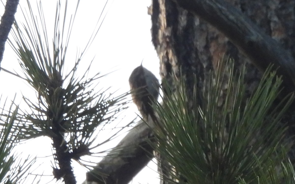 Brown Creeper - ML619780953