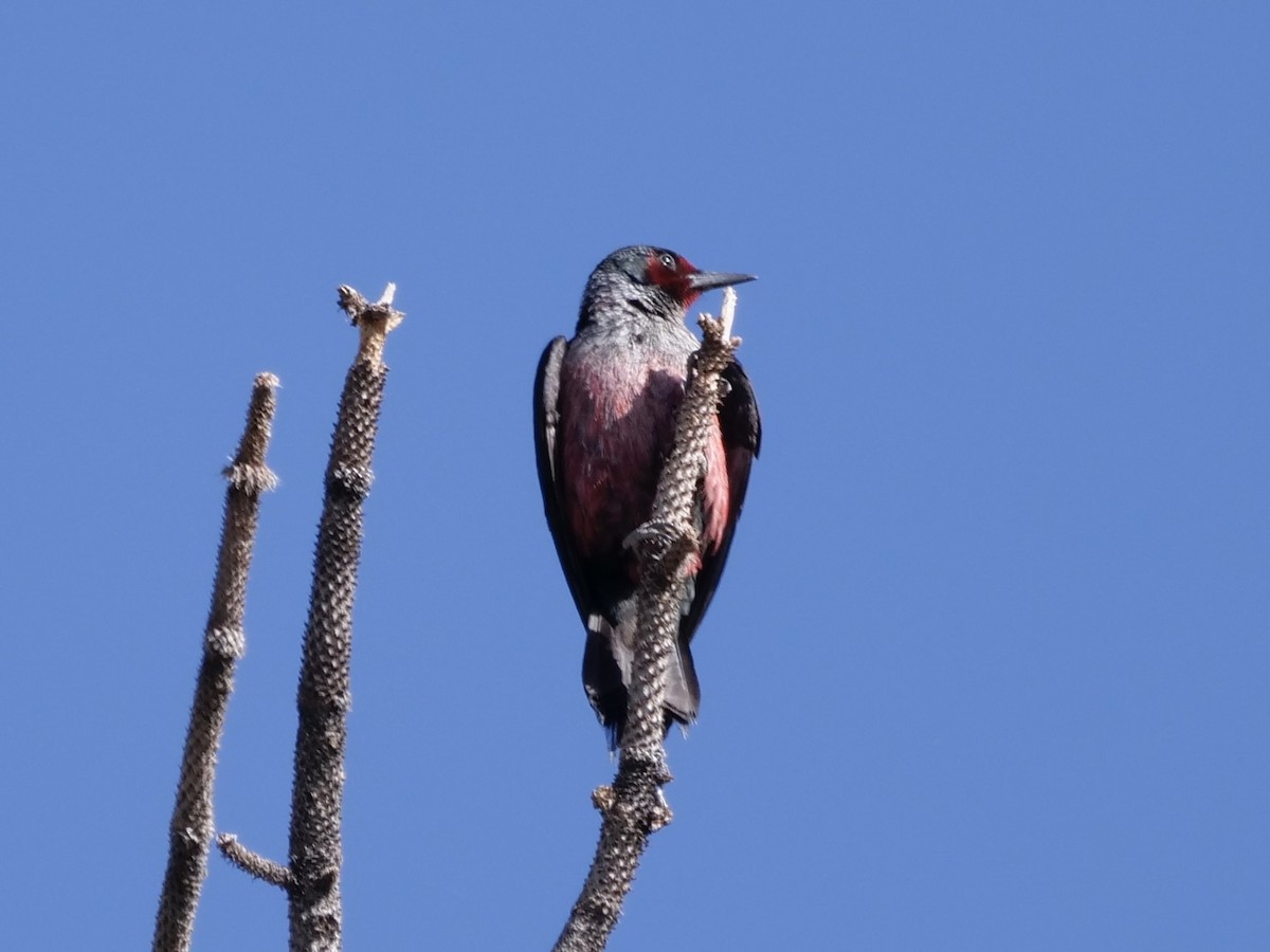 Lewis's Woodpecker - ML619780968