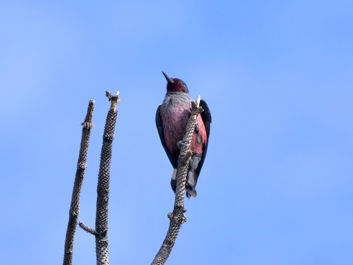 Lewis's Woodpecker - ML619780969