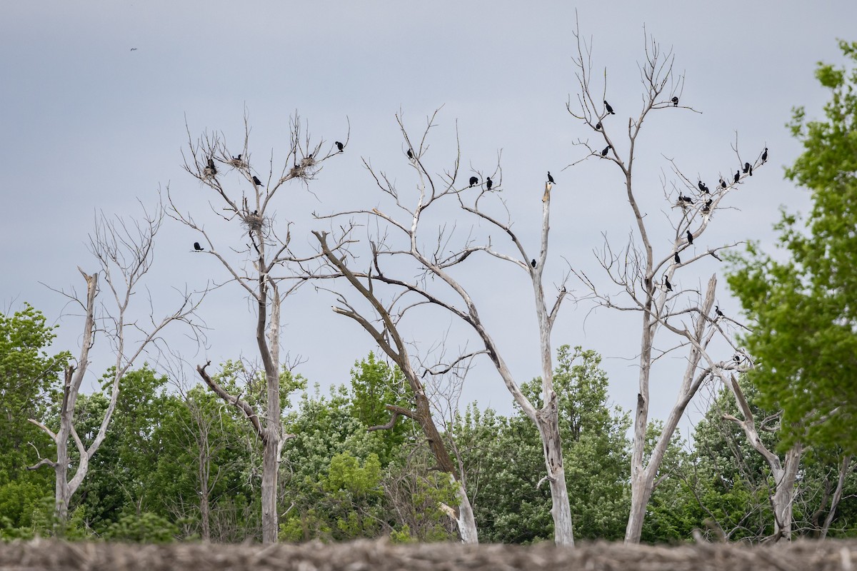 Cormoran à aigrettes - ML619781019