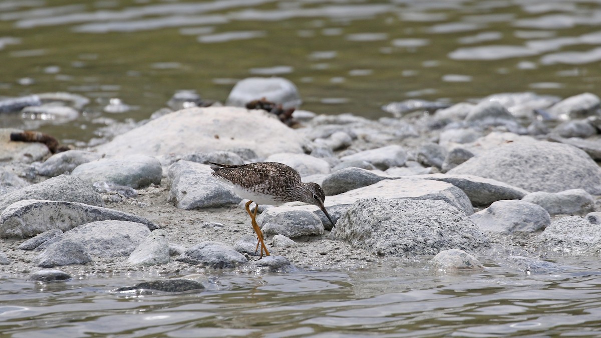 Lesser Yellowlegs - ML619781031