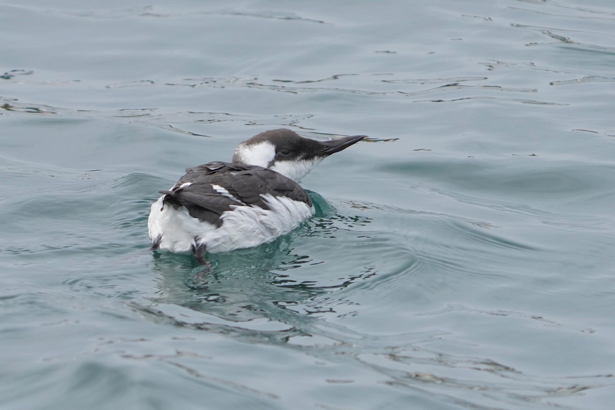 Common Murre - ML619781032