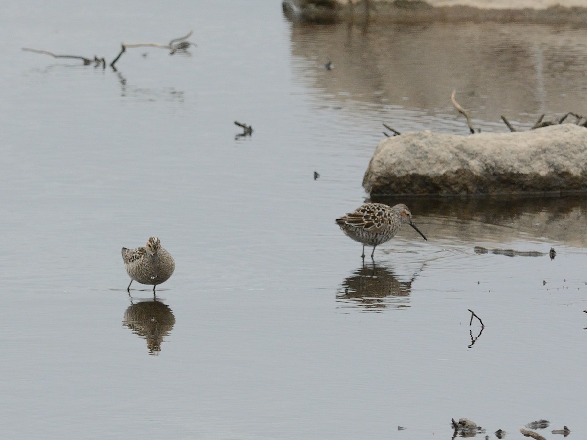 Stilt Sandpiper - ML619781053