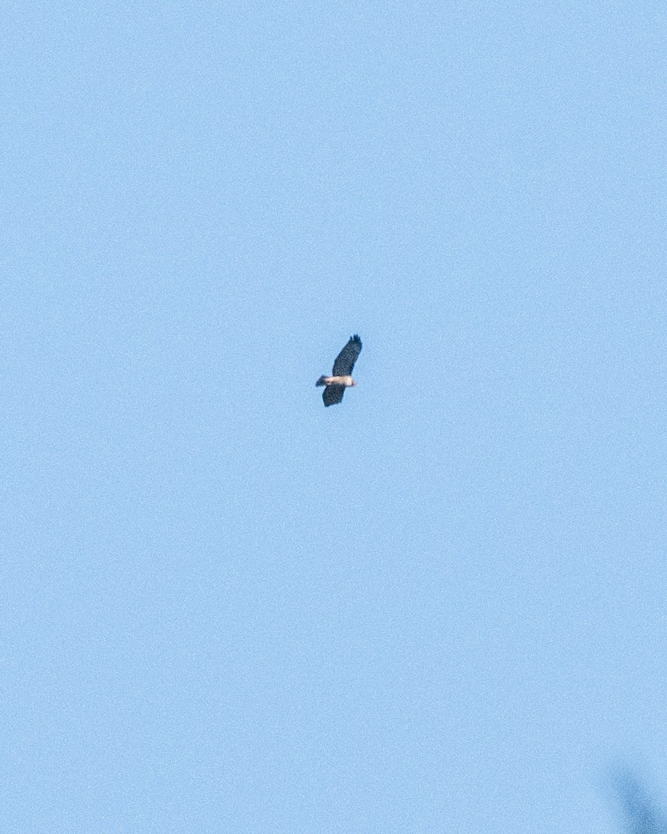 Rufous-tailed Hawk - ML619781073