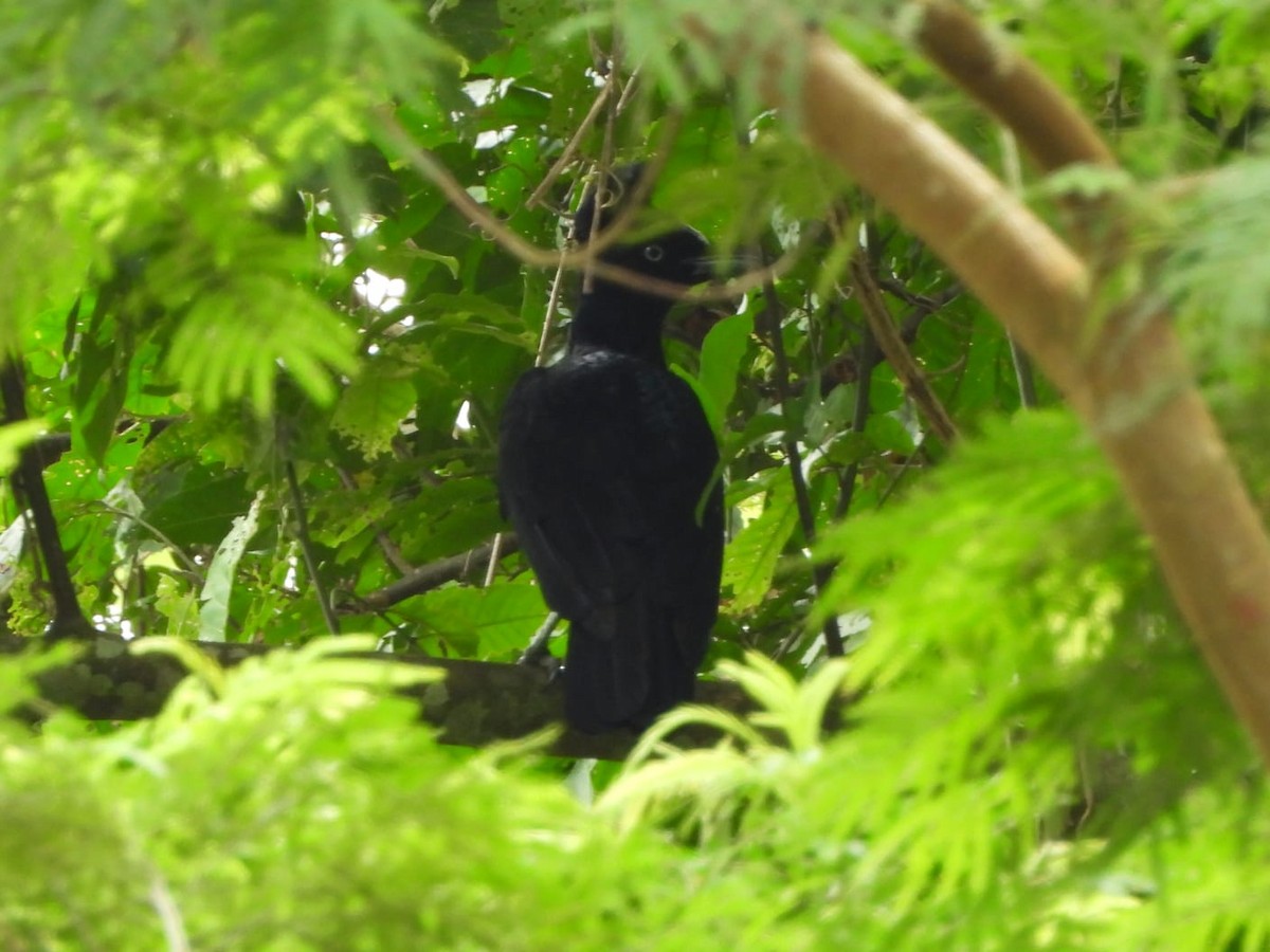 Amazonian Umbrellabird - Yimi Alexander Rojas Smith