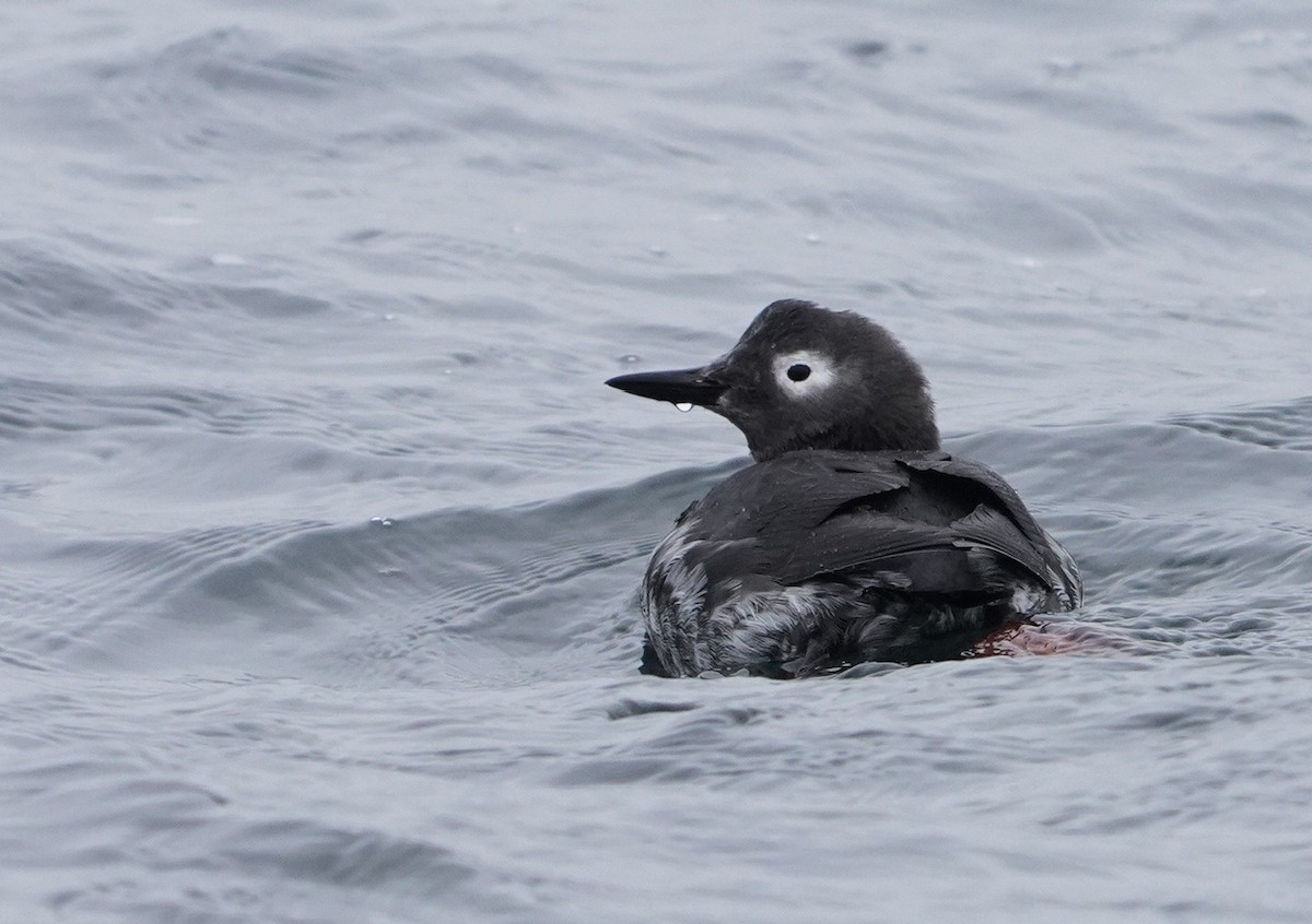 Spectacled Guillemot - ML619781105