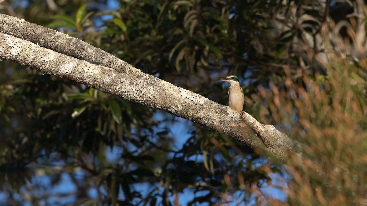 Sacred Kingfisher (Australasian) - ML619781122