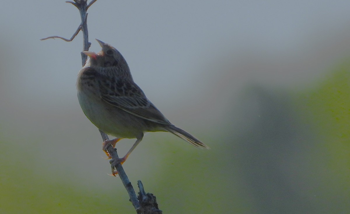 Grasshopper Sparrow - ML619781123