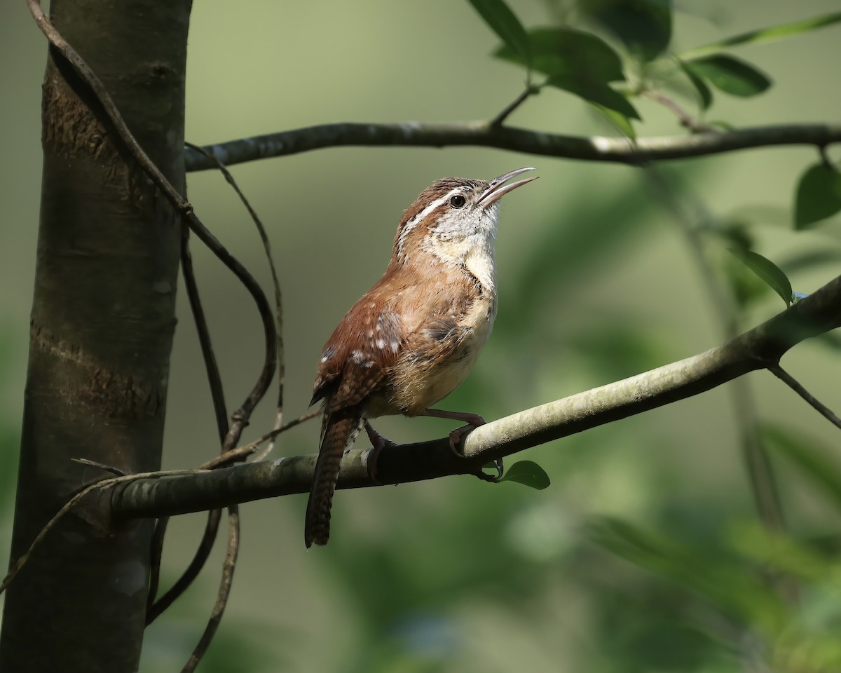 Carolina Wren - ML619781130