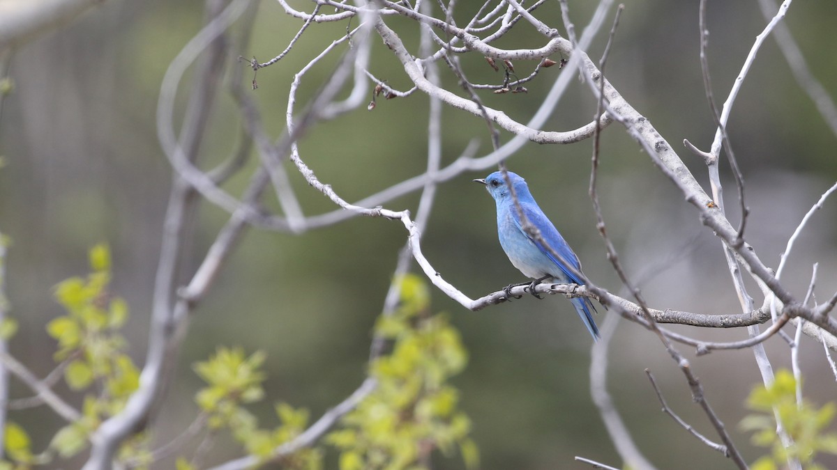 Mountain Bluebird - ML619781156