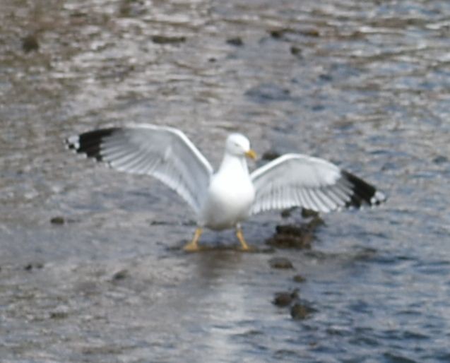 Yellow-legged Gull - ML619781167