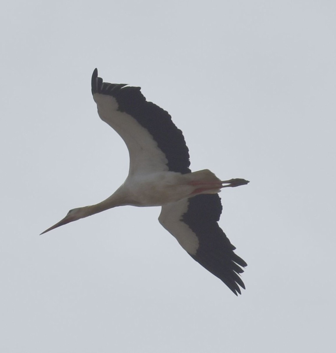 White Stork - ML619781168