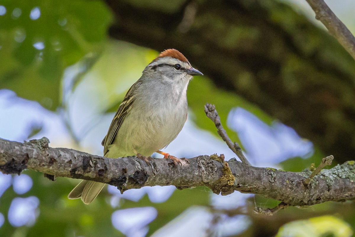 Chipping Sparrow - ML619781181