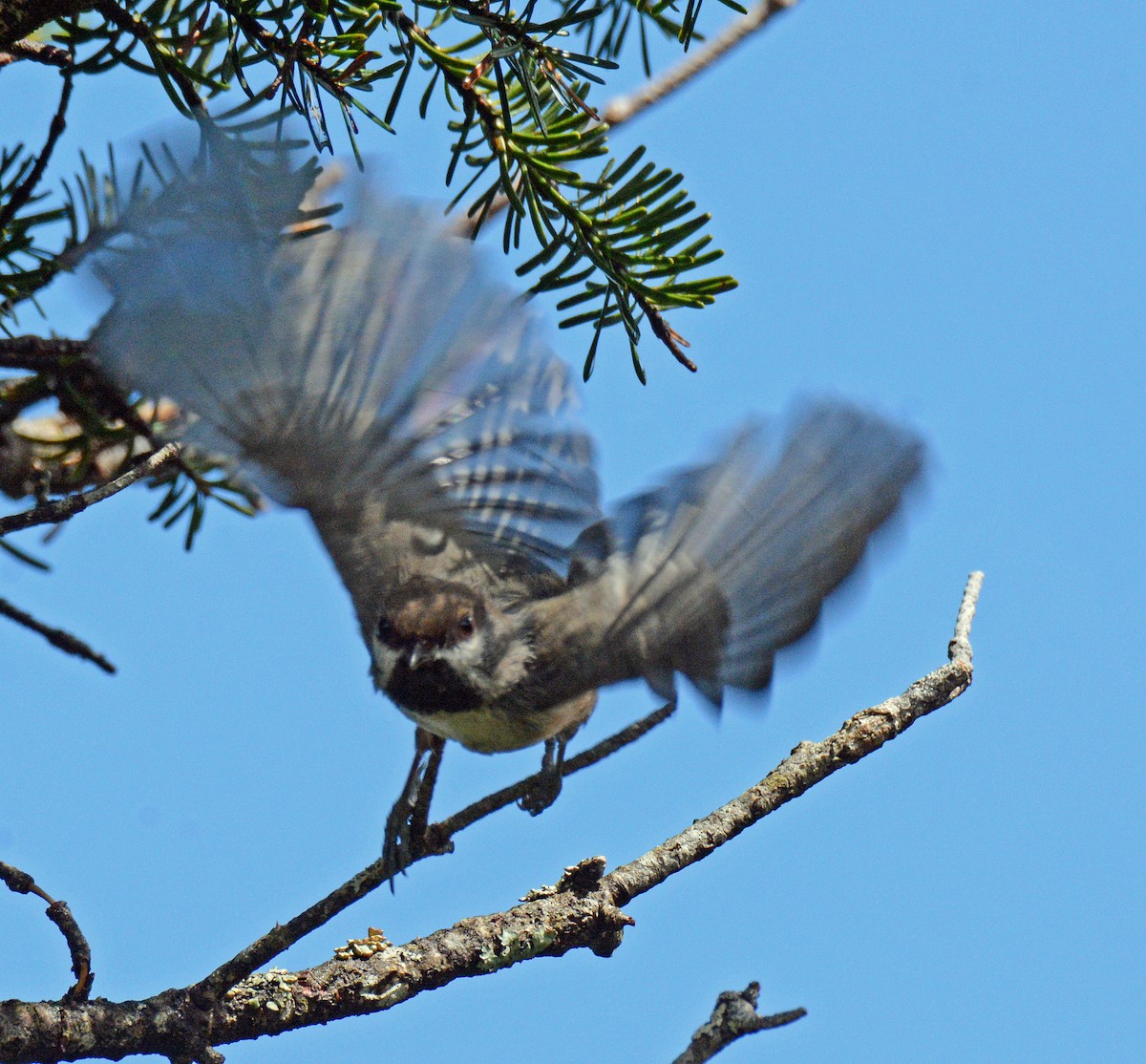 Boreal Chickadee - ML619781182