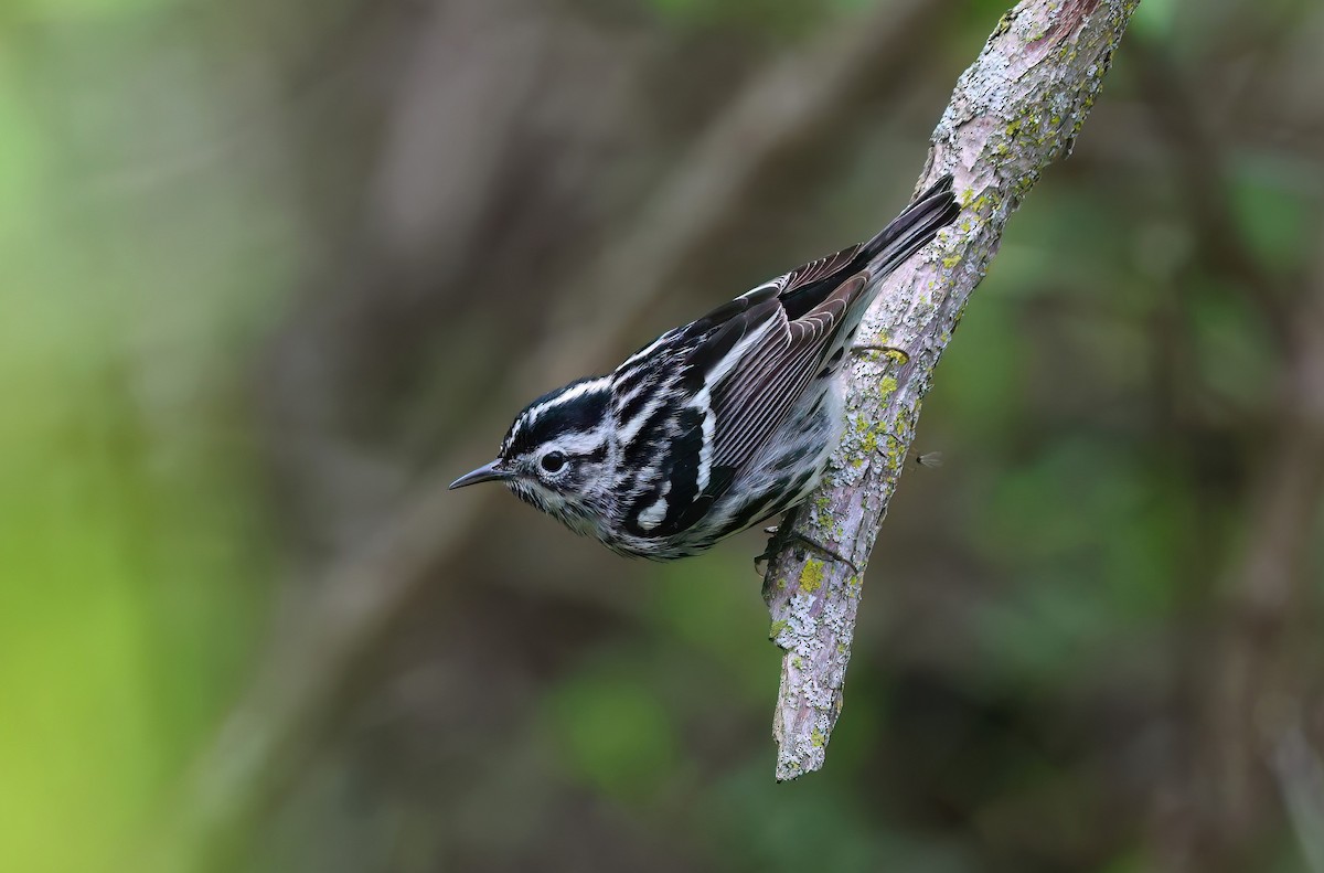 Black-and-white Warbler - ML619781187