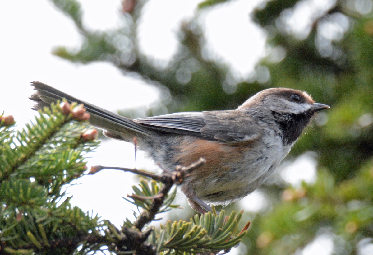 Mésange à tête brune - ML619781188