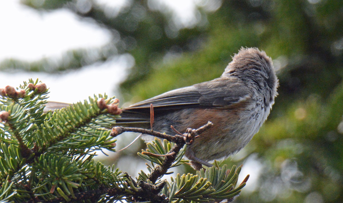 Mésange à tête brune - ML619781191