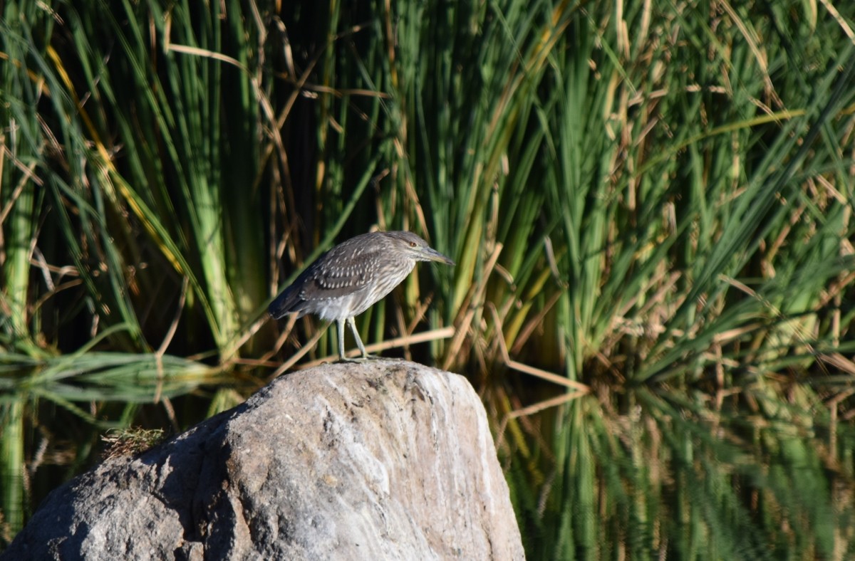 Black-crowned Night Heron - ML619781194