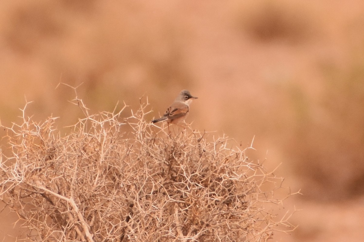 Spectacled Warbler - ML619781206