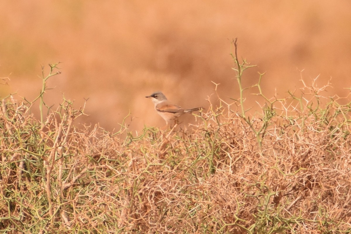 Spectacled Warbler - ML619781207