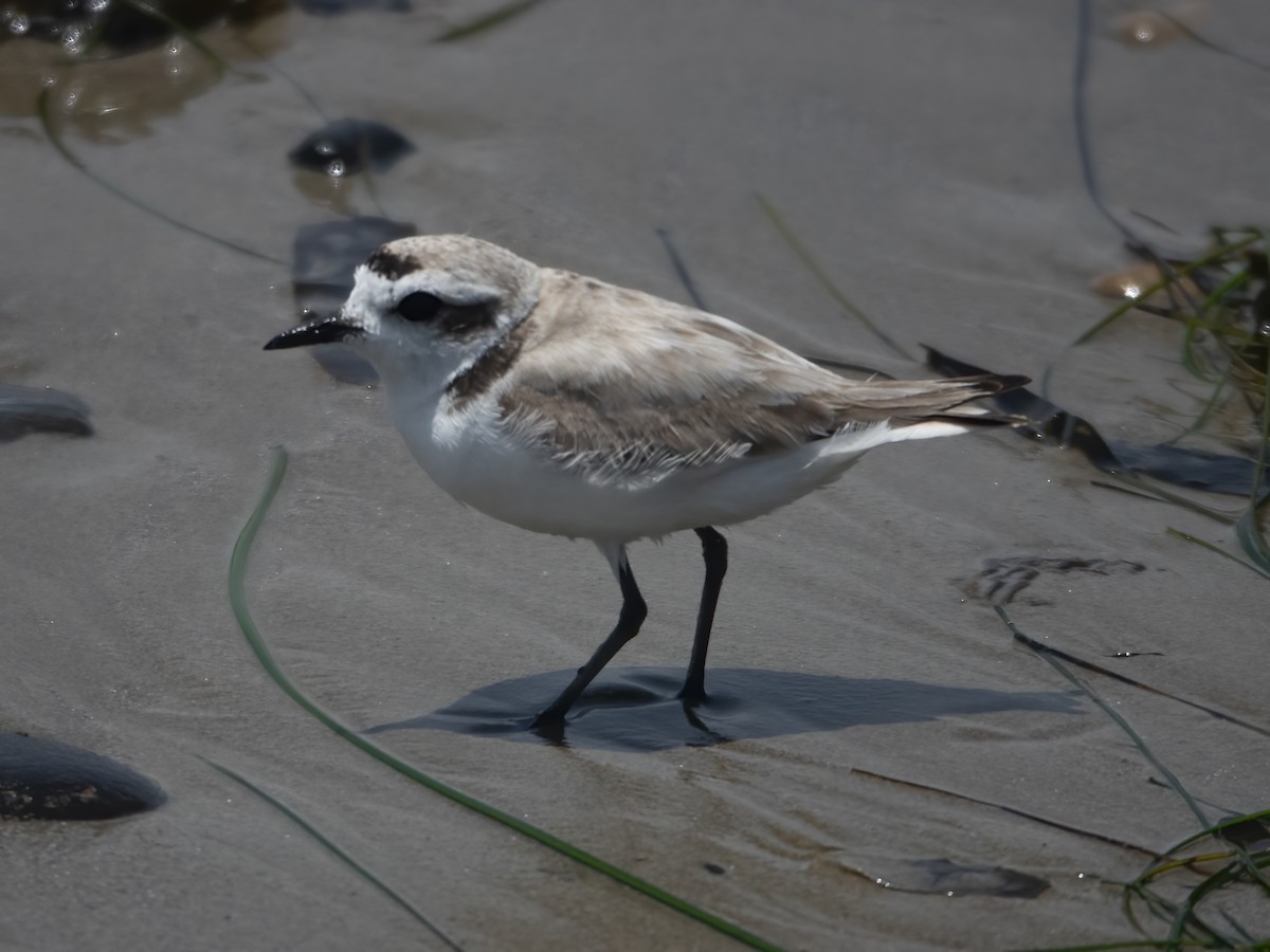 Snowy Plover - ML619781216