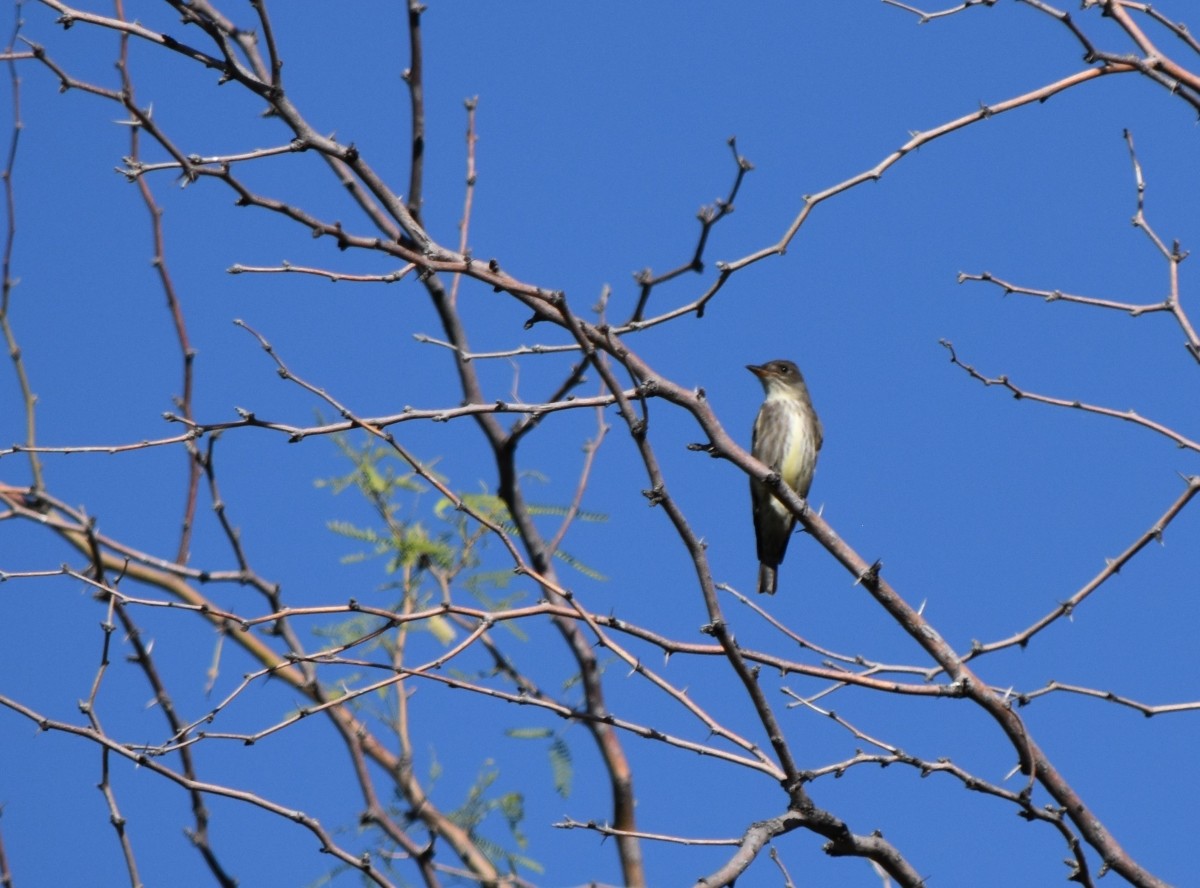 Olive-sided Flycatcher - ML619781225