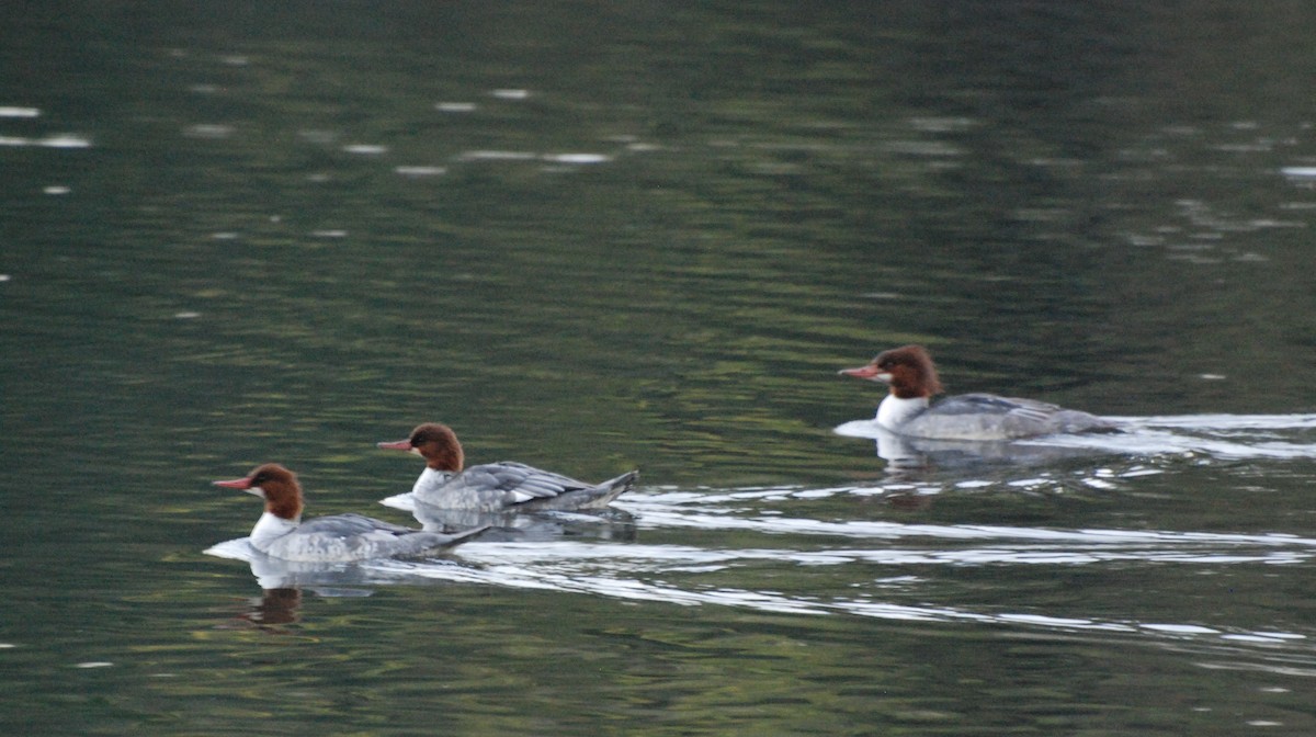 Common Merganser - Max Thayer