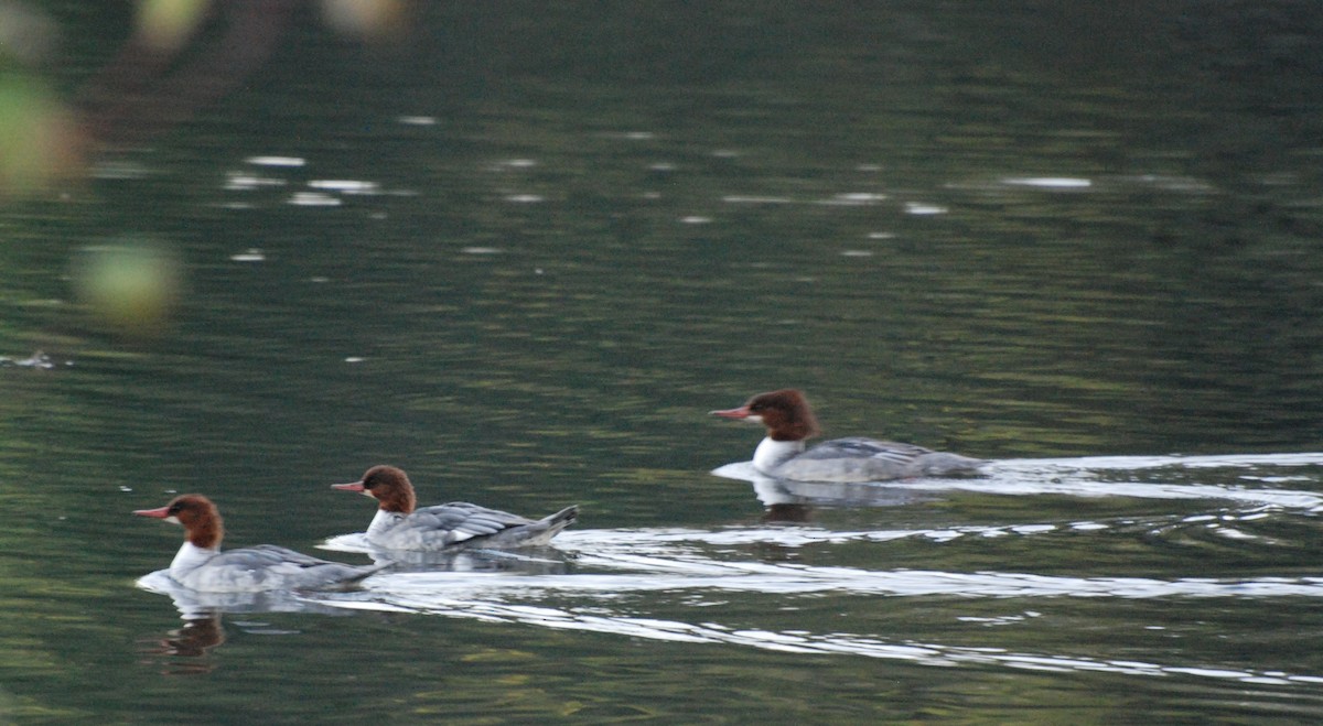 Common Merganser - ML619781258