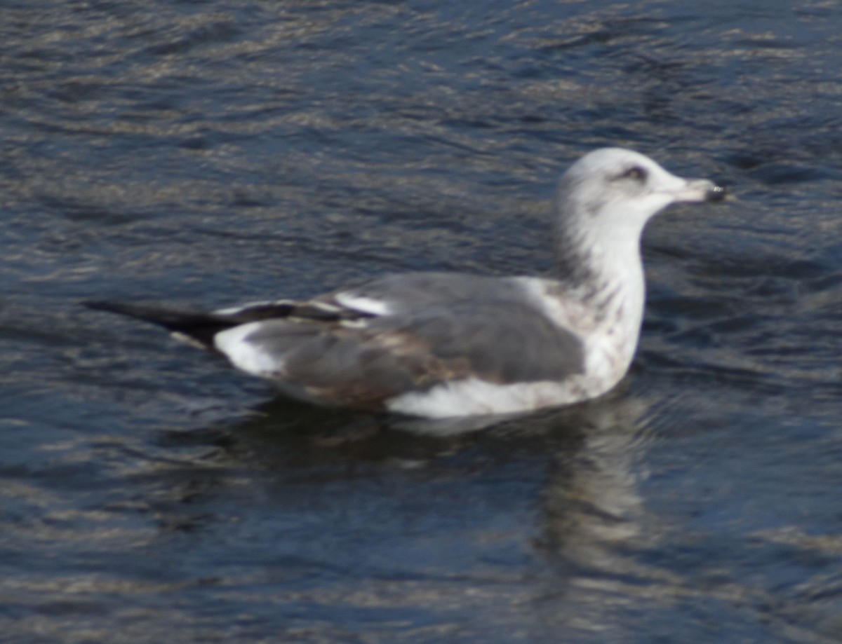 Larus sp. - ML619781274