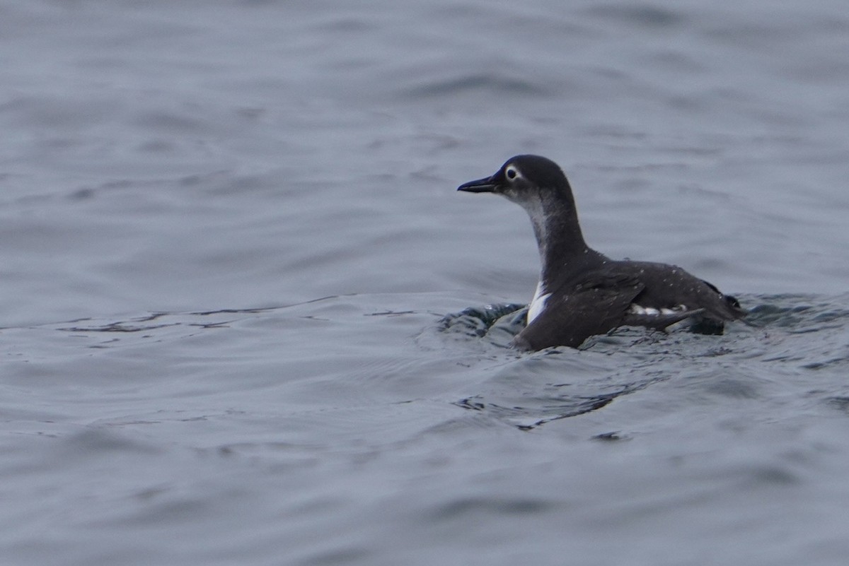 Spectacled Guillemot - ML619781301