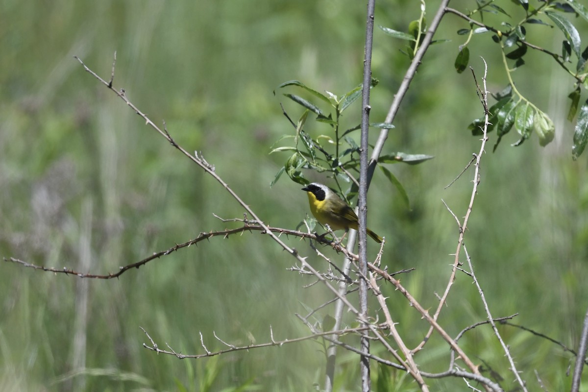 Paruline masquée - ML619781312