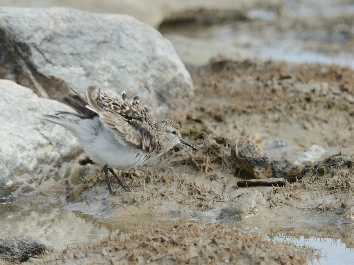 Baird's Sandpiper - ML619781333