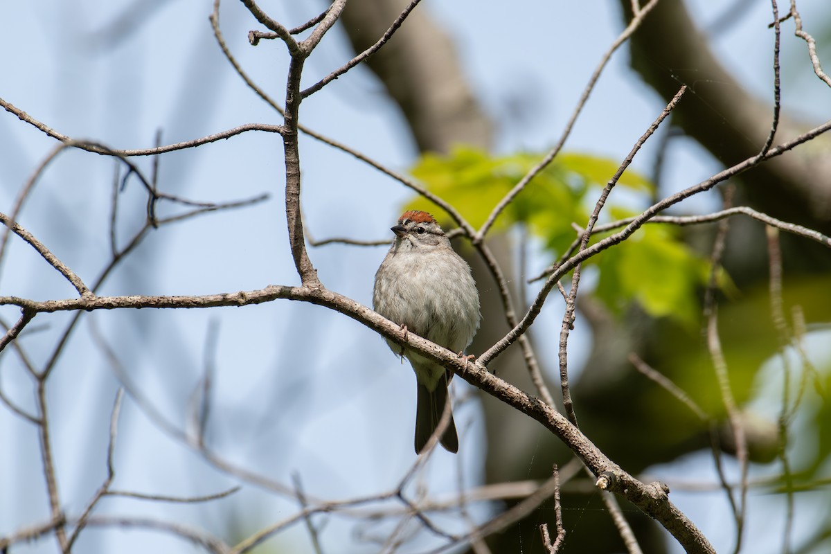 Chipping Sparrow - ML619781344