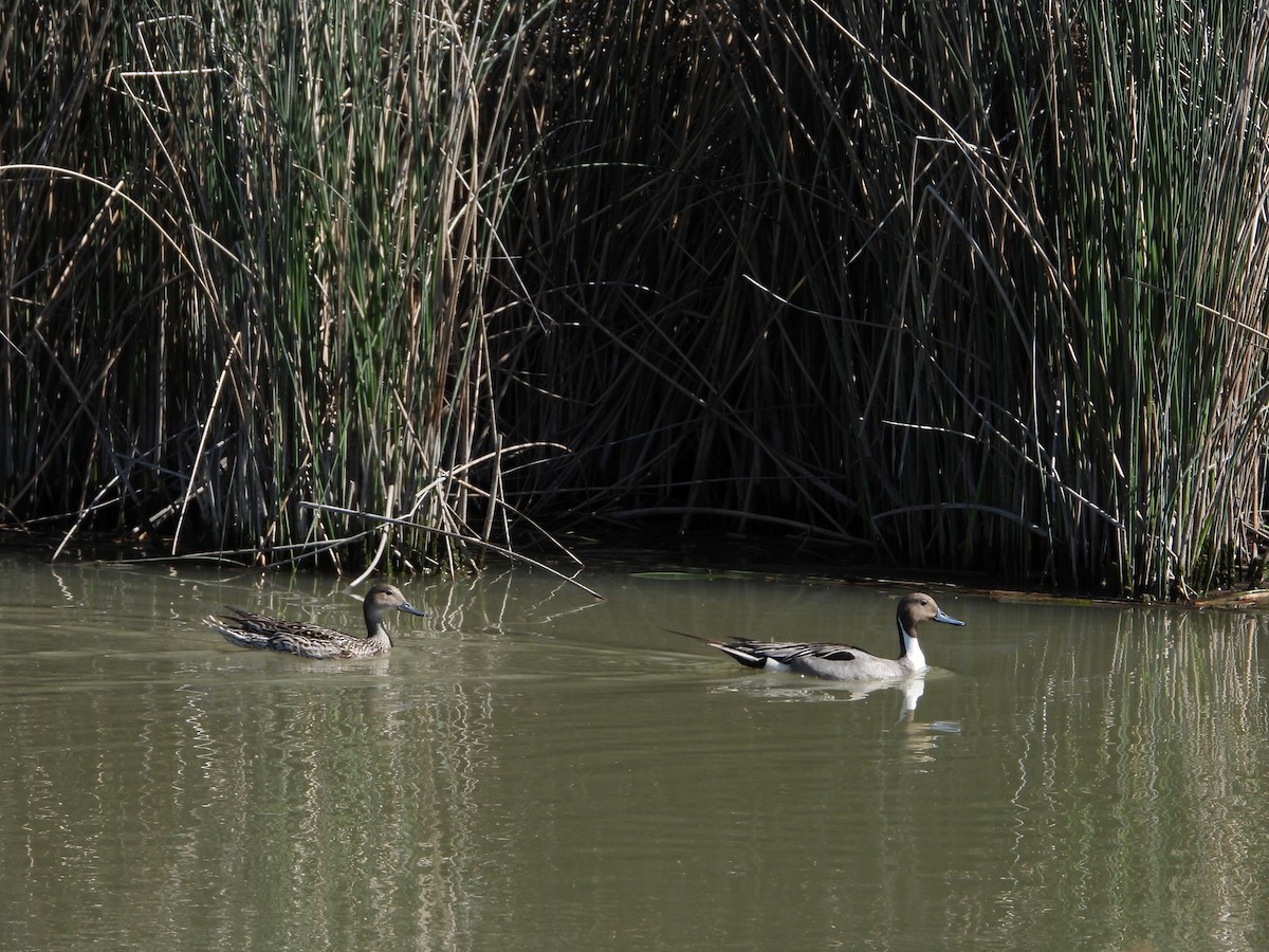 Northern Pintail - ML619781355