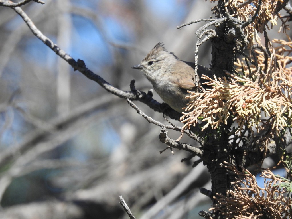 Tufted Tit-Spinetail - ML619781359