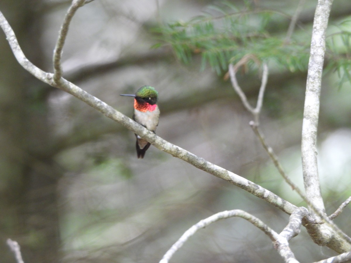 Ruby-throated Hummingbird - ML619781361