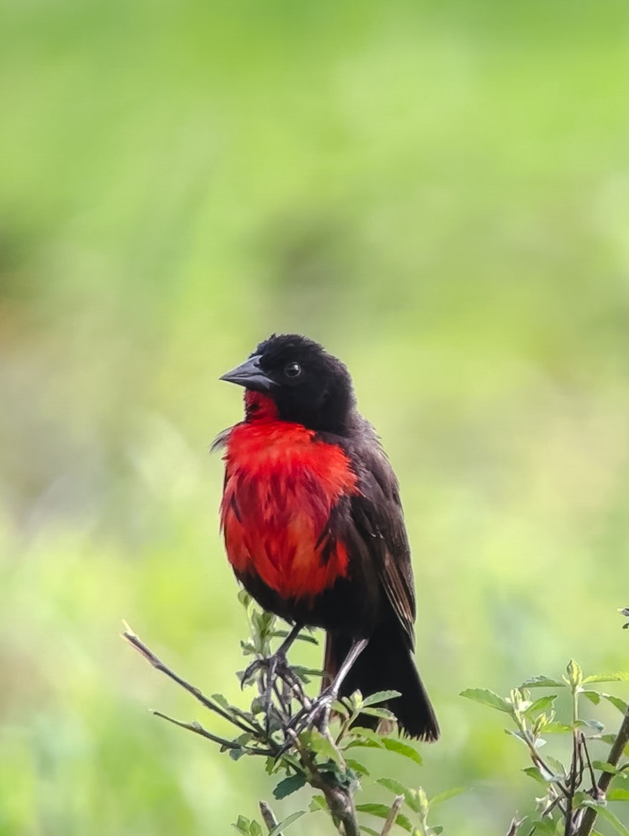 Red-breasted Meadowlark - ML619781382