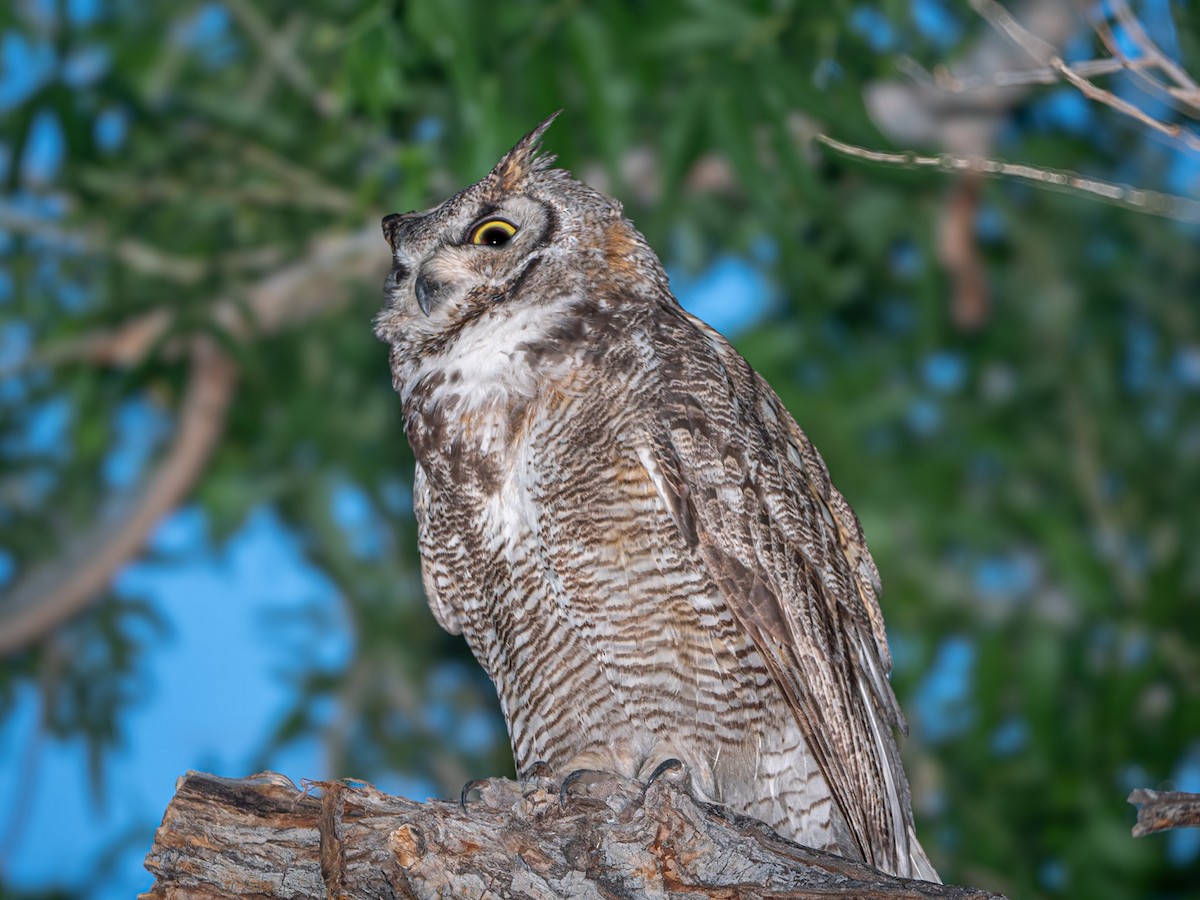 Great Horned Owl - ML619781390