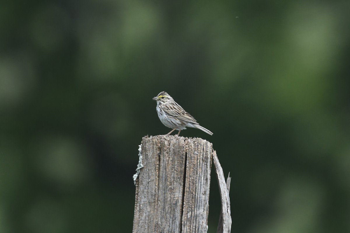 Savannah Sparrow (Savannah) - ML619781400
