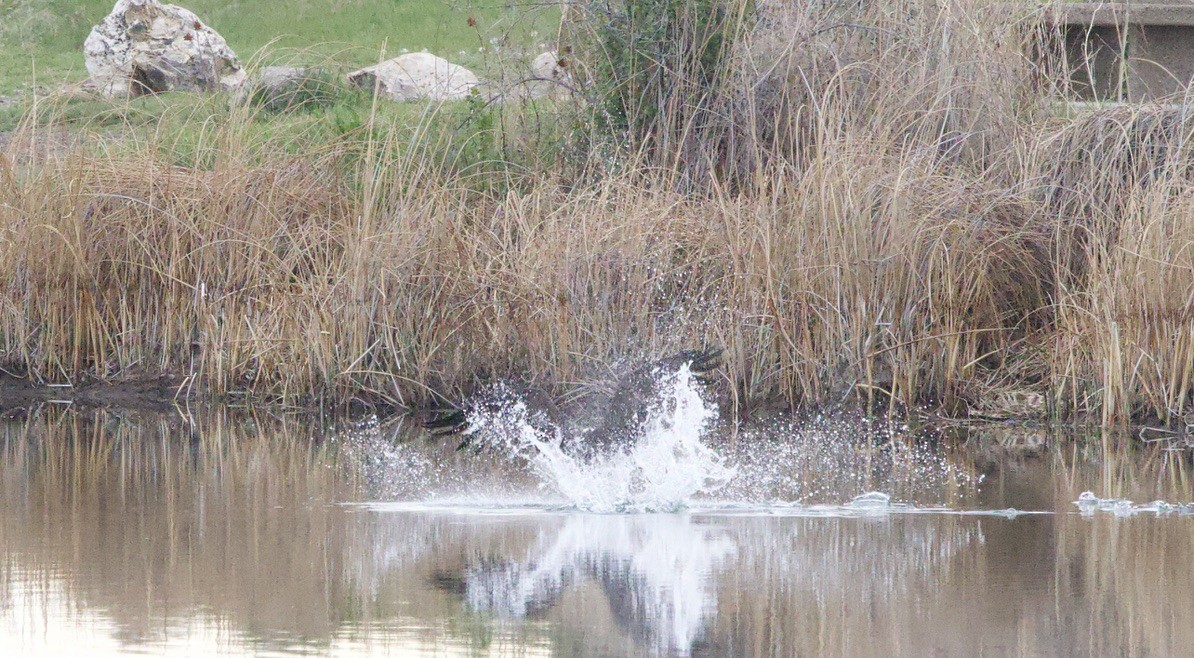 Balbuzard pêcheur - ML619781410