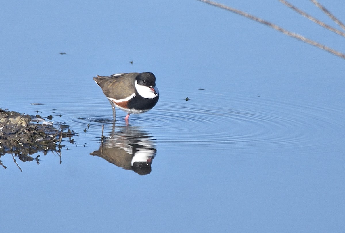 Red-kneed Dotterel - ML619781422