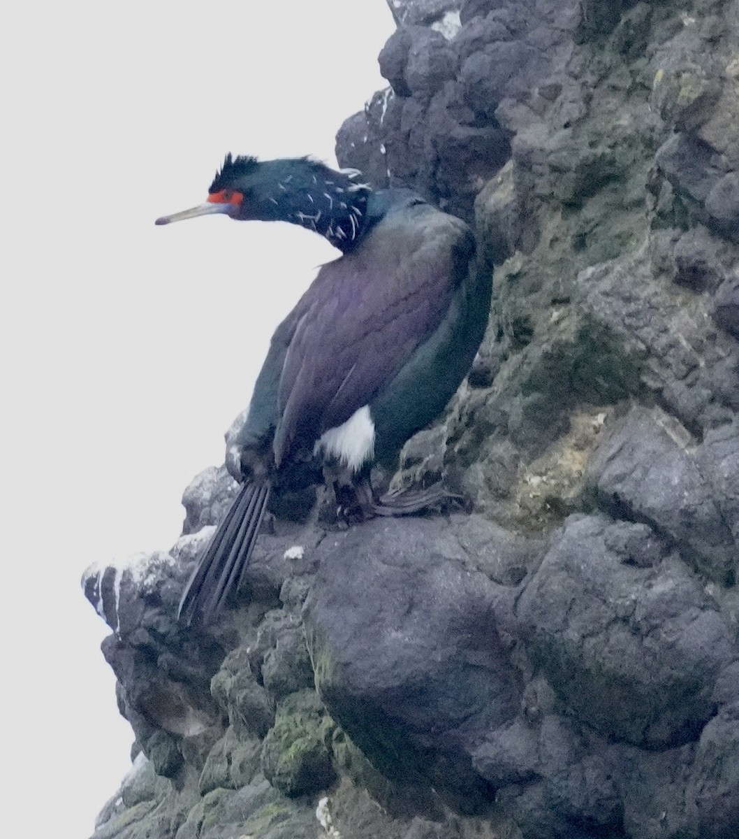 Red-faced Cormorant - ML619781457
