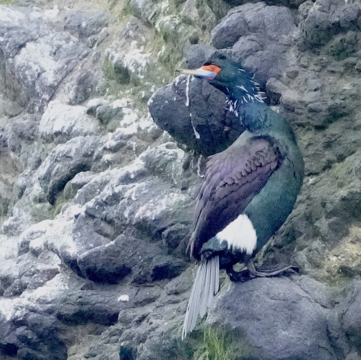 Red-faced Cormorant - ML619781459