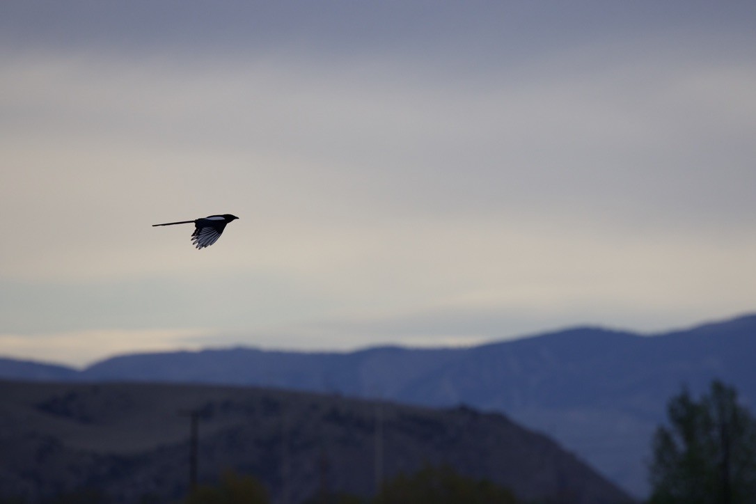 Black-billed Magpie - ML619781461