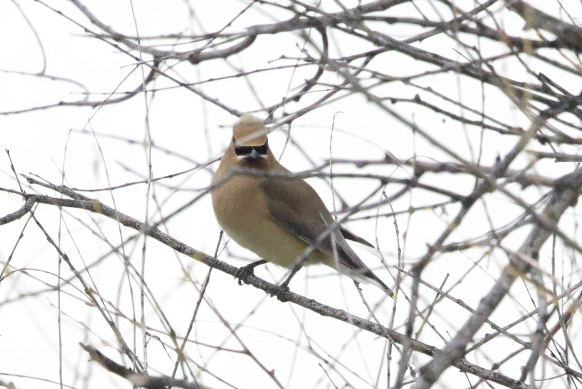 Cedar Waxwing - ML619781467