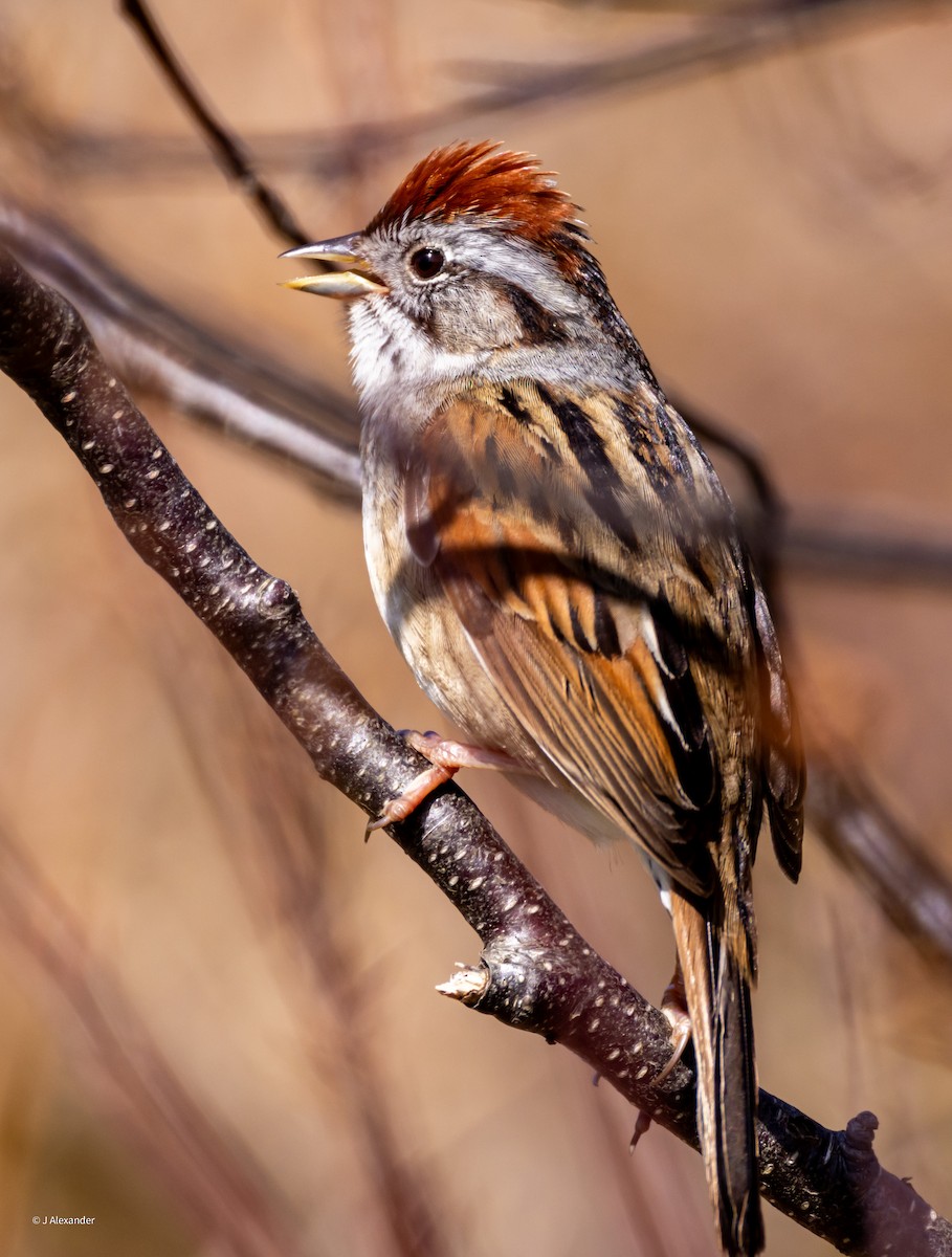 Swamp Sparrow - ML619781468